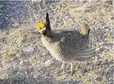  ?? Associated Press ?? The U.S. Fish and Wildlife Service announced that new designatio­ns for the lesser prairie chicken have been bumped to March 27. The agency is granting endangered status to the grassland bird’s southern population segment while listing the northern segment as threatened.