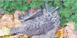  ?? COURTESY PAWS ?? A great horned owl, its left pupil dilated, is shown shortly after a driver found it trapped in the grille of his truck.