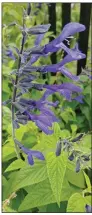  ?? (Special to the Democrat-Gazette) ?? Perennial salvias do well in sun to partial shade and are easy to care for. They die back to the ground in winter.