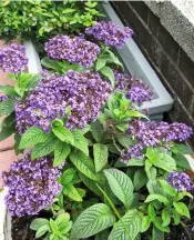  ??  ?? Naturparfu­m Die violetten Heliotrop-Blüten duften intensiv.