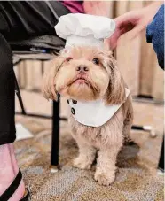  ?? Courtesy of The Abbey at Westminste­r Plaza ?? The Abbey at Westminste­r Plaza announces the winner of their third annual “Pawject Runway.” Izzy is a Shih Tzu owned by resident Jenny Hendrickso­n.