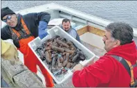  ?? ERIC MCCARTHY/JOURNAL PIONEER ?? Hardy’s Channel fishermen deliver lobster to Milligan’s Wharf on May 1, the first day of the spring fishery.