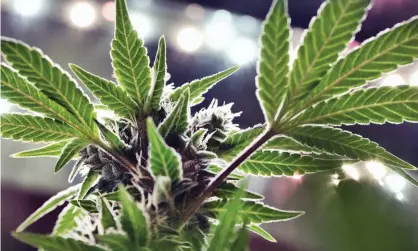  ?? ?? A marijuana plant. The National Drug Strategy Household Survey found 41.1% support for legalising cannabis in 2019, up from 25.5% in 2013. Photograph: Richard Vogel/AP