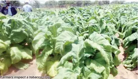  ??  ?? Farmers inspect a tobacco crop