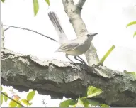  ?? Hearst Connecticu­t Media ?? A catbird in a tree at Greenwich Point.