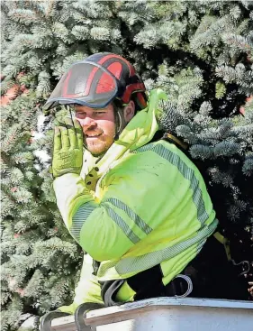  ?? DEB CRAM/PORTSMOUTH HERALD ?? City of Portsmouth arborist Steve Burns asks a co-worker for a piece of equipment crews install the holiday tree in Market Square on Monday.