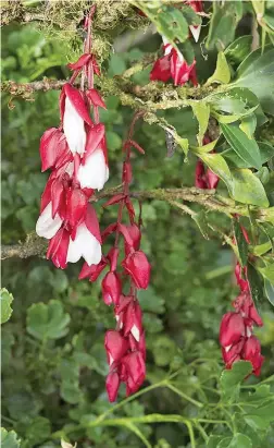  ?? Tagimoucia flower in Taveuni. ??