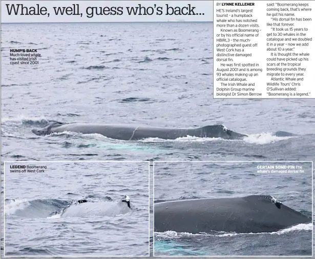  ??  ?? HUMP’S BACK Much-loved whale has visited Irish coast since 2001 LEGEND Boomerang swims off West Cork CERTAIN SOME-FIN The whale’s damaged dorsal fin