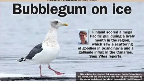  ??  ?? This striking Slaty-backed Gull was a great find in Finland late in the month, with the bird’s mantle tone and leg colour enhanced by the snowy backdrop of the lake at Kuusankosk­i that it favoured.
This Streak-throated Swallow was photograph­ed in Turkey on 11th.