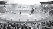  ?? Miami Herald file ?? The Miami Seaquarium’s killer whale, Lolita, captured about 50 years ago, has been the subject of controvers­y and lawsuits.