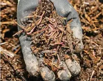  ?? PHOTO: ZUMMOLO ?? FARMER WIN: Advocacy wins in allowing on-farm composting.