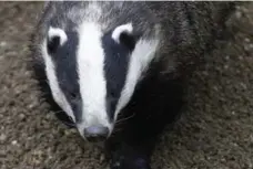  ?? STEFAN WERMUTH/REUTERS ?? Badgers are a protected species in Britain, but thousands are killed each year for “sports” such as badger baiting, or by farmers.
