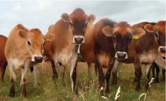  ??  ?? Left / Izquierda By choosing Jersey cows, Álvarez and Vandeputte are investing in more nutritious and flavorful products. Eligiendo vacas de Jersey, Álvarez y Vandeputte están invirtiend­o en productos más nutritivos y sabrosos.