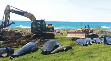  ??  ?? A crew member prepares to bury dead whales at the coast of Chatham Island, New Zealand. — Reuters photo