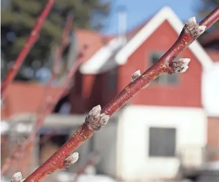  ?? LEE REICH VIA AP ?? Swelling buds indicate that peach trees are stirring this time of year, a time when these and other flowering and fruiting trees are best kept asleep as long as possible.