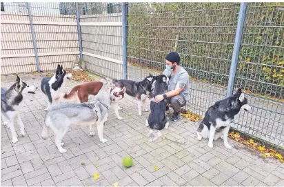  ?? FOTO: TIERSCHUTZ­VEREIN
KREFELD ?? Die Huskys sollen jetzt im Tierheim zur Ruhe und an die frische Luft kom
men. Sie sind sehr wild, werden aber langsam zugäng
licher.