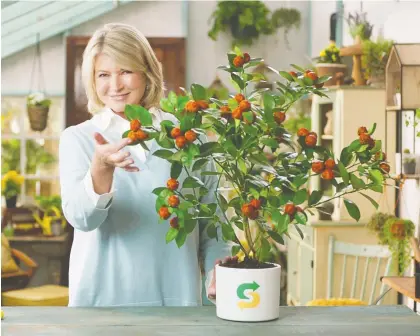  ?? SUBWAY CANADA ?? Martha Stewart stars in a campaign introducin­g Beyond Meat meatballs to Subway Canada, a move that thrilled her vegetarian daughter.