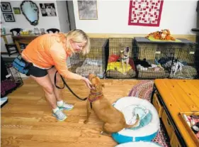  ?? PHOTOS BY RICHARD GRAULICH/PALM BEACH POST ?? Wendy Derhak, owner of The Pet Cottage, which cares for animals whose owners have died or can no longer take care of them, greets Dash at her home in Jupiter, Florida.