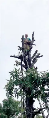  ?? Submitted photo ?? After about 50 years in the business, Jimmy Graves is comfortabl­e in the treetops.