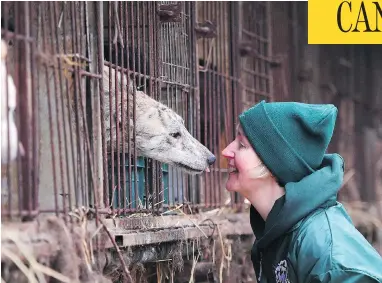  ?? JUNG YEON-JE / AFP / GETTY IMAGES / FILES ?? Wendy Higgins of Humane Society Internatio­nal meets with a curious friend at a farm being closed by the animal protection group in Namyangju, on the outskirts of Seoul. An estimated 2.5 million dogs are killed for food every year on the 17,000 dog...