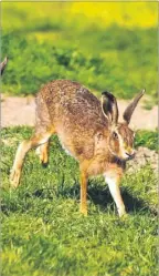  ?? Picture: Matthew Walker FM3412229 ?? The chairman of Kent Wildlife Trust, Mike Bax, was involved with Blean Beagles. Beagling is the hunting, mainly of brown hares, with a pack of dogs. It was outlawed in 2005