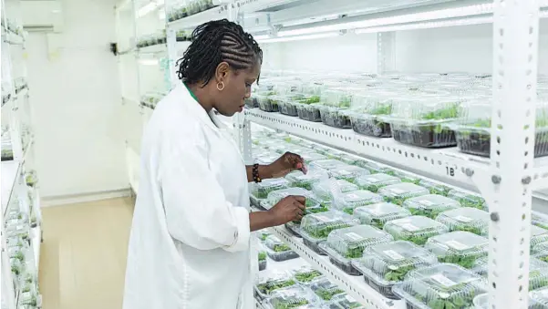  ?? ?? The Vegetative Seed Specialist of IITA, Dr. Diebiru- Ojo, inspecting cassava plantlets in a Goseed facility.