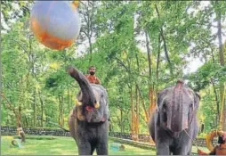  ?? HT ?? Elephants play with a hanging ball at the new ‘elephant gym’ inside Rajaji Tiger Reserve.