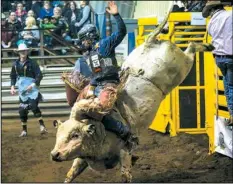  ?? Photo courtesy N.D. Winter Show. ?? A bull rider attempts an eight second ride at past NDWS. The PRCA rodeo is the jewel of the Show, with three performanc­es: March 12 at 7 pm and March 13 at 2 pm and 7 pm.