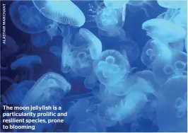  ??  ?? The moon jellyfish is a particular­ity prolific and resilient species, prone to blooming