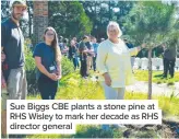  ??  ?? Sue Biggs CBE plants a stone pine at RHS Wisley to mark her decade as RHS director general