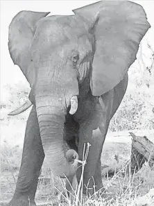  ?? OWEN ULLMANN, USA TODAY ?? An African elephant in Chobe National Park, Botswana.