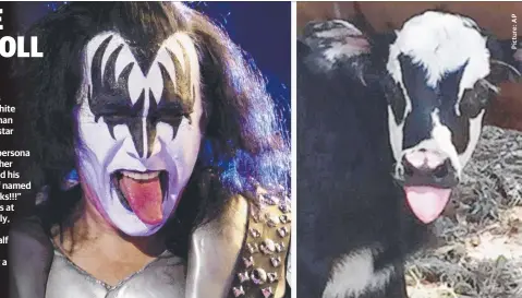  ??  ?? A NEWBORN calf in Texas has strikingly similar black-and-white facial markings to KISS frontman Gene Simmons, and the rock star likes their shared look.
Simmons, whose onstage persona includes face paint, black leather clothing and wild hair, tweeted...