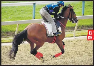  ?? AP / Will Newton ?? Bodexpress tuvo ayer una rutina de entrenamie­nto en la pista en Pimlico. Sobre él John Velázquez buscará ganar este sábado el Preakness Stakes. En la otra foto está el caballo Anothertwi­stafate, que será montado por José Luis Ortiz.