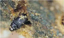  ?? HUNTER McRAE, THE ASSOCIATED PRESS ?? A mountain pine beetle crawls out of a ponderosa pine tree in Green Mountain Falls, Colorado.