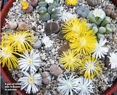  ??  ?? A pan of lithops still in flower in autumn