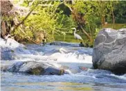  ?? GERRY JACKSON/CAPITAL GAZETTE ?? Two great blue herons fish on the Gunpowder River. Baltimore County is considerin­g a lawsuit that would seek damages from Monsanto for the cost of cleaning the county’s waters of a chemical linked to cancer.