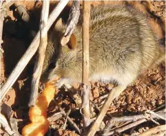  ??  ?? ’n Streepmuis­ie met ’n groot aptyt vir ’n kaaskrul-meevaller.