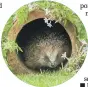  ??  ?? SAFE AS HOUSES: Make your garden into a haven for visiting wildlife, such as hedgehogs.