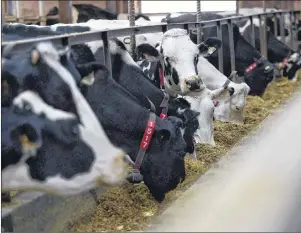  ?? CP PHOTO ?? Dairy cows feed in a barn on a farm in Ontario in this file photo. The first punches in what promises to be a bitter fight over Canada’s protected dairy industry are expected to be thrown during this week’s third round of North American Free Trade...