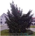  ?? Foto: Jürgen Almer ?? Am Weihnachts­baum von Westendorf wurden die Spitze und die Lichterket­te herunterge­rissen.