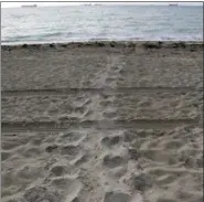  ?? LYNNE SLADKY — THE ASSOCIATED PRESS FILE ?? In this file photo, tracks from a nesting loggerhead turtle are seen in Miami Beach, Fla. Opportunit­ies to observe sea turtles in Florida include events where turtles are released into the ocean after they’ve recovered from injuries or illness, and nighttime walks led by trained guides to see nesting activity.