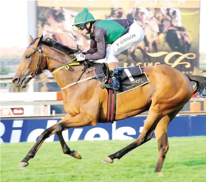  ?? Picture: JC Photograph­ics ?? PLACE HOPES. Piere Strydom feels Sabina’s Dynasty has a good chance of running into the places in today’s GBets Gauteng Summer Cup over 2000m at Turffontei­n.