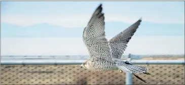  ?? — THE CANADIAN
PRESS FILES ?? Boeing the Peregrine Falcon flies along the fence surroundin­g Vancouver Internatio­nal Airport in Richmond on Jan. 21 to scare off other birds that are a danger to aircraft.