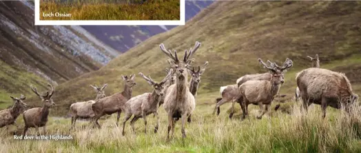  ??  ?? Loch Ossian
Red deer in the Highlands