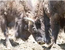  ?? ?? European bisons fight at the Magura Zimbrilor reintroduc­ing area.