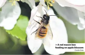  ?? Charlie Elder ?? > A red mason bee feeding on apple blossom