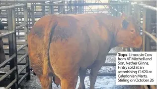  ??  ?? Tops Limousin Cow from AT Mitchell and Son, Nether Glinns, Fintry sold at an astonishin­g £1620 at Caledonian Marts, Stirling on October 26