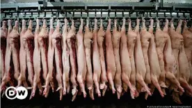  ??  ?? Alemania es uno de los principale­s productore­s de carne de cerdo de la UE.