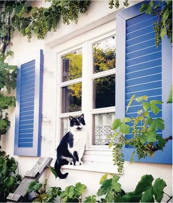  ??  ?? Eine kleine Treppe führt hinauf zu einem der liebsten Plätze von Kater Käxie. Hier auf dem Fensterbre­tt entspannt „Mr. Cool“in der Sonne. Das Foto stammt von Leserin Nina Nieder.