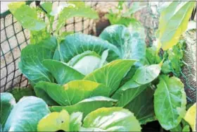  ?? DIGITAL FIRST MEDIA FILE PHOTO ?? Green leafy vegetables grow in a Pottstown home garden and was entered into the 2016 Home Garden Contest.